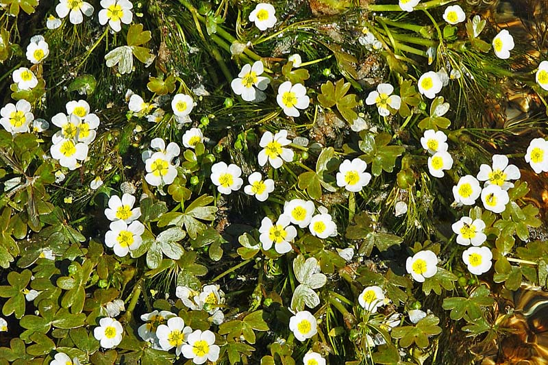 Ranunculus acquatico da determinare